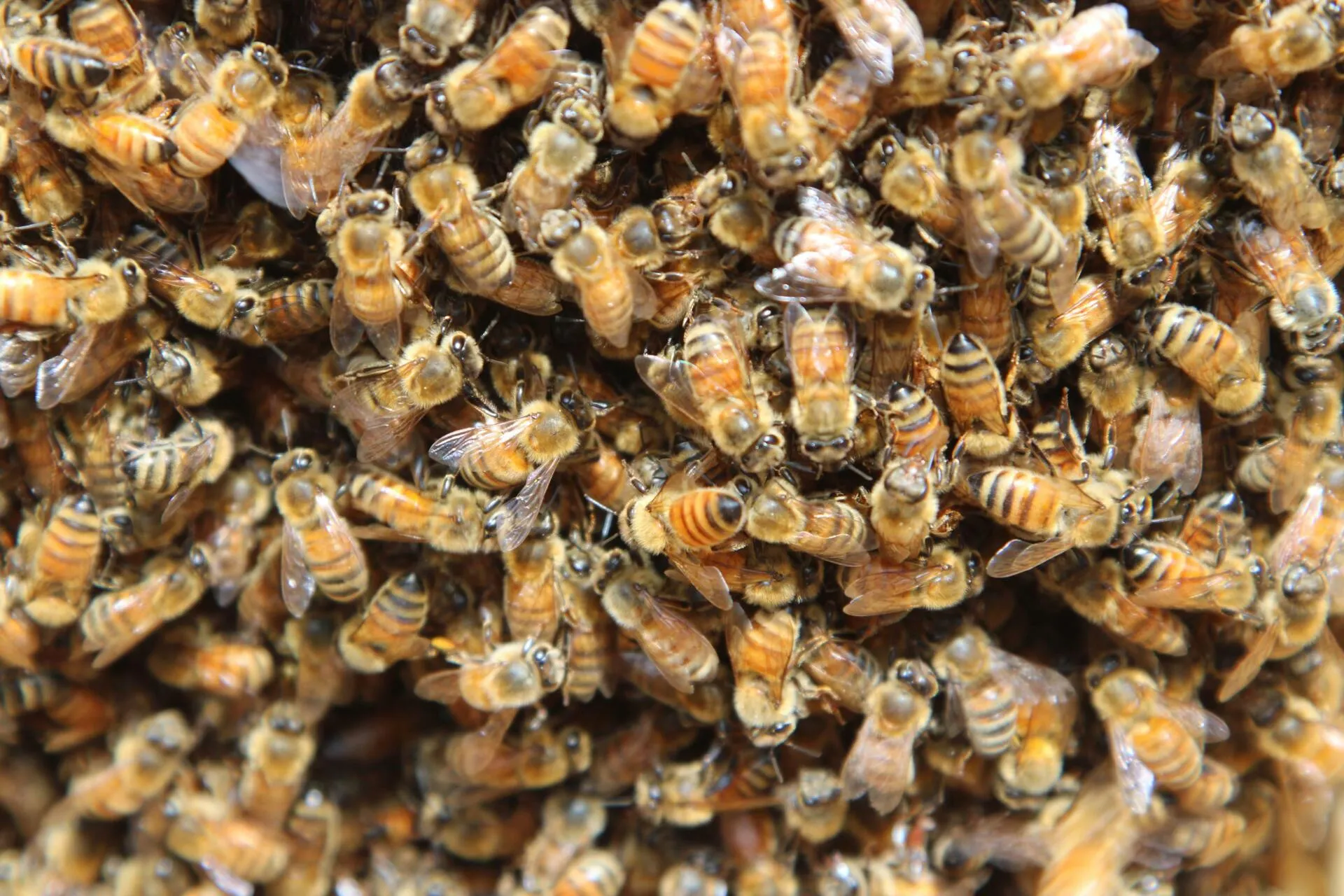 Bee Removal Las Vegas