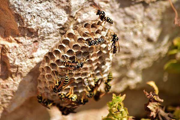 Bee Removal