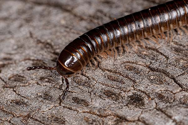 Centipede Pest Control Las Vegas