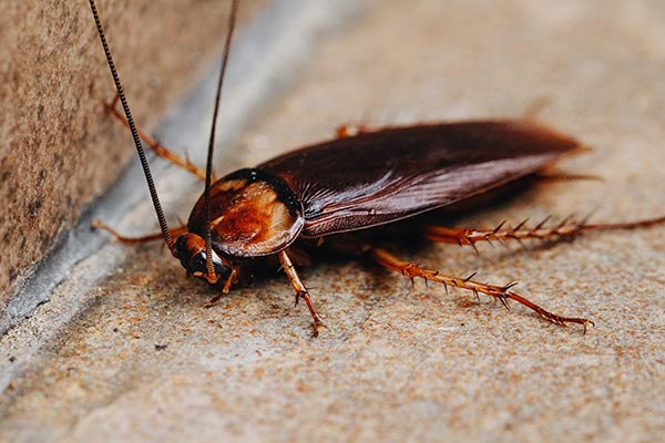 Cockroach Exterminator Las Vegas