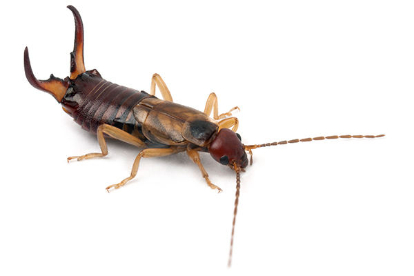 Earwig Pest Control Las Vegas