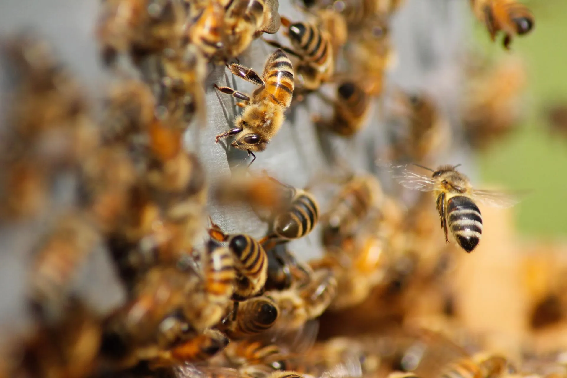 Honey Bee Removal Las Vegas