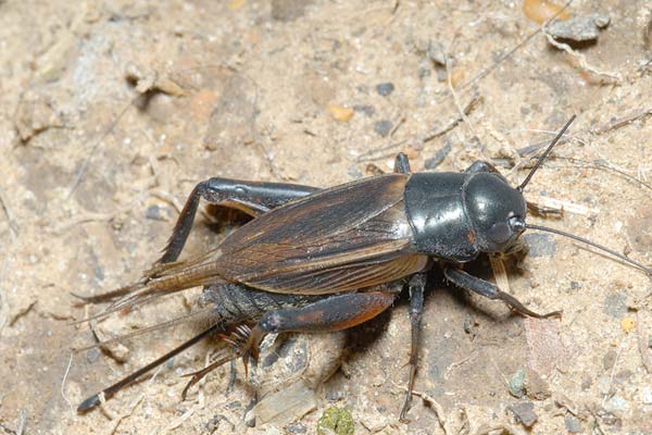 Cricket Pest Control Las Vegas