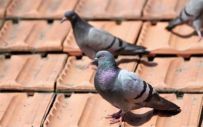 Pigeon Diseases and Control