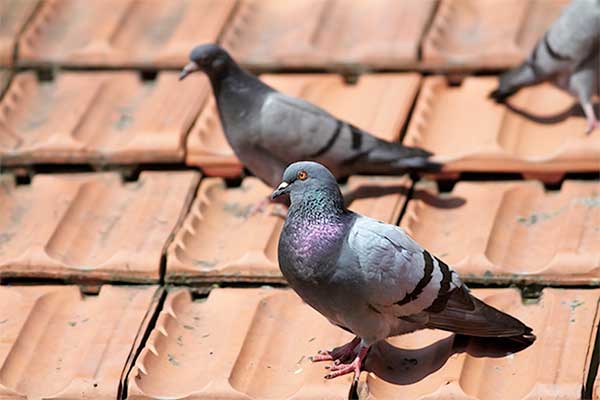 Pigeon Diseases and Control