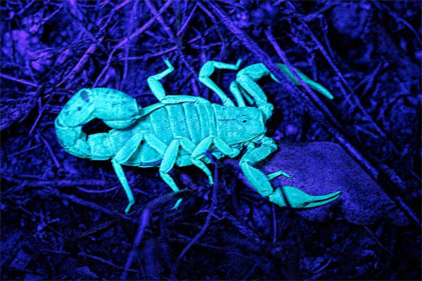 Hunting Scorpions at Night