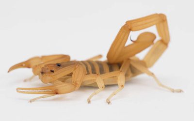 What You Should Know About Scorpions