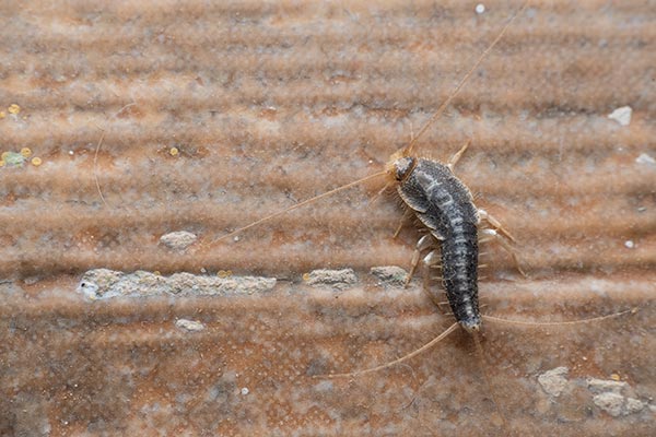 Silverfish Pest Control Las Vegas