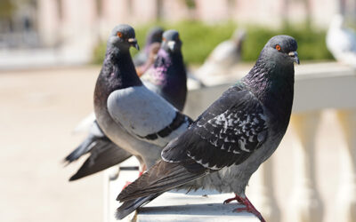 Where are the Pigeons?