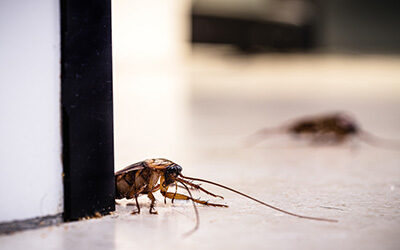How Does Pest Control Work?