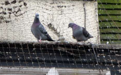Affordable Pigeon Pest Control Solutions in Las Vegas