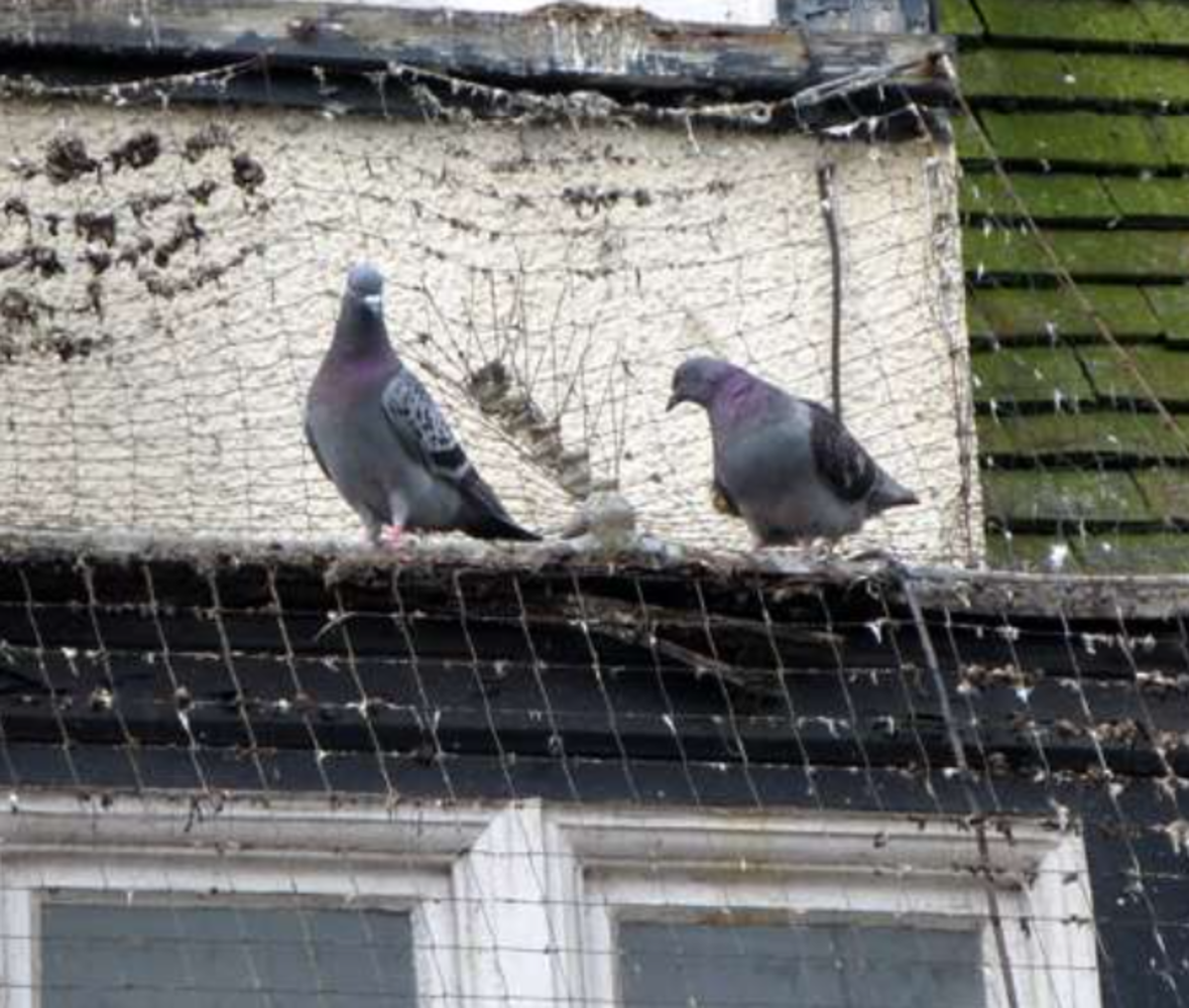 Affordable Pigeon Pest Control Solutions in Las Vegas American Pest