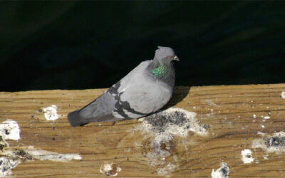 How To Get Rid Of Pigeon Poop
