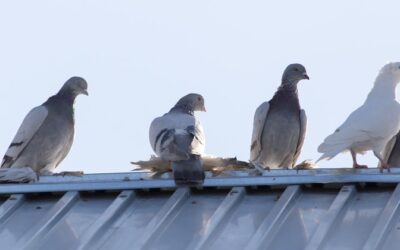 Humane Pigeon Pest Control Removal Experts in Las Vegas: Ethical and Animal-Friendly Bird Control