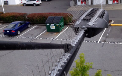 Bird Spike Installation Services
