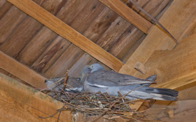 Pigeons Nesting in Roof