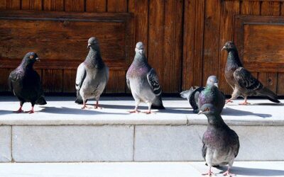 Emergency Pigeon Infestation Help in Las Vegas: Controlling and Removing Unwanted Avian Guests