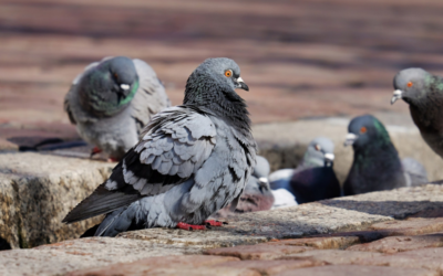 Pigeon Pest Control Nest Cleanup and Prevention in Las Vegas