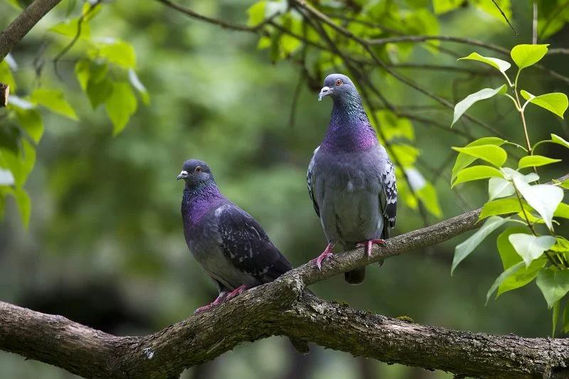 Pigeon Pest Control and Building Proofing in Las Vegas