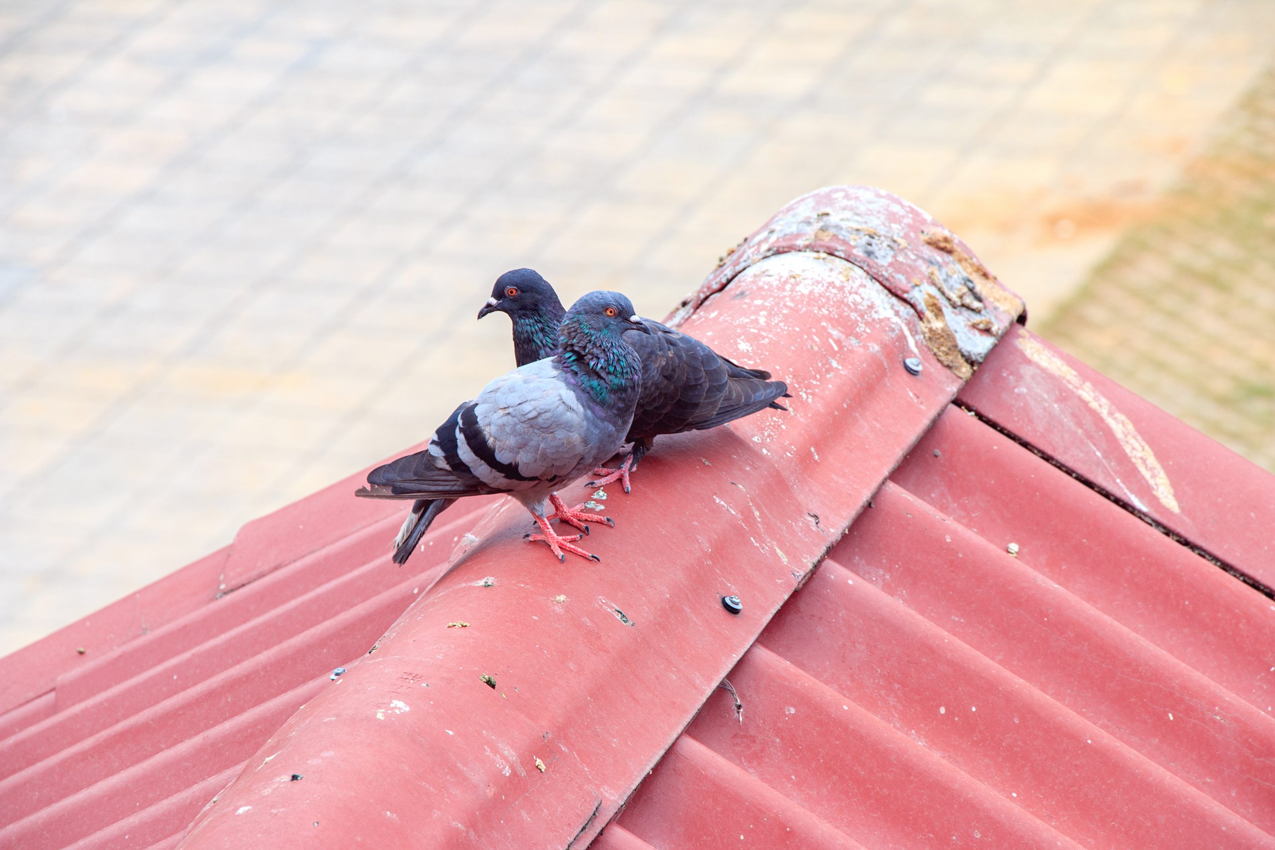Proven Pigeon Control Methods in Las Vegas Nevada