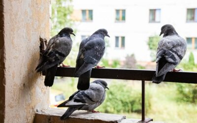 Safe Pigeon Pest Control Exclusion Methods in Las Vegas: Protecting Your Property and the Environment