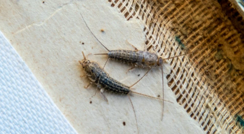 How to get rid of silverfish How do you get rid of silverfish
