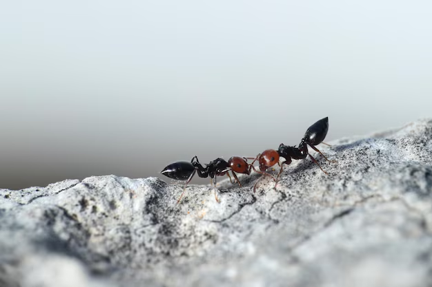 Fire Ant Control for Best Treatments and Killers