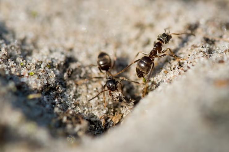 Pavement ants