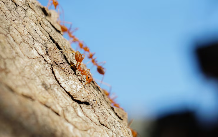 Don’t Let These Destructive Invaders Fool You: Everything You Need to Know About Carpenter Ants Before It’s Too Late