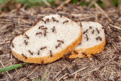 Shocking Truth About Sugar Ants: What Pest Control Experts