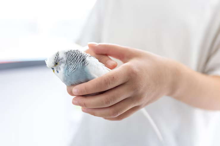 Pigeon Rescue Near Me