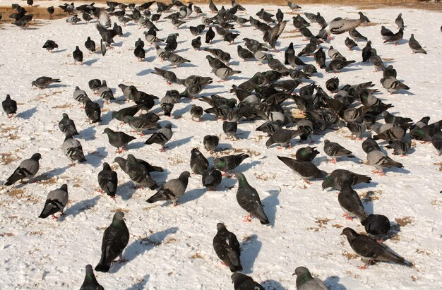 How Long Do Pigeons Live?