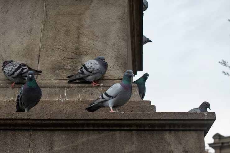 History of Pigeons