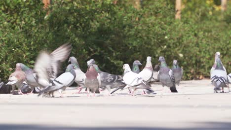 How to Scare Pigeons Away Instantly – Even From Your Roof!