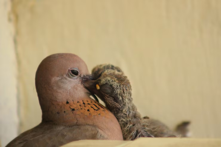 Baby Pigeons