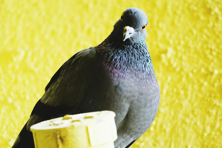Pigeon Breeds