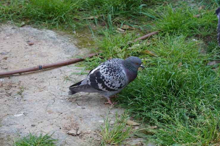 Residential Pigeon Control in Las Vegas