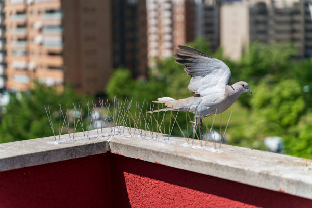 Commercial Pigeon Control in Las Vegas: Protect Your Business from Costly Bird Problems